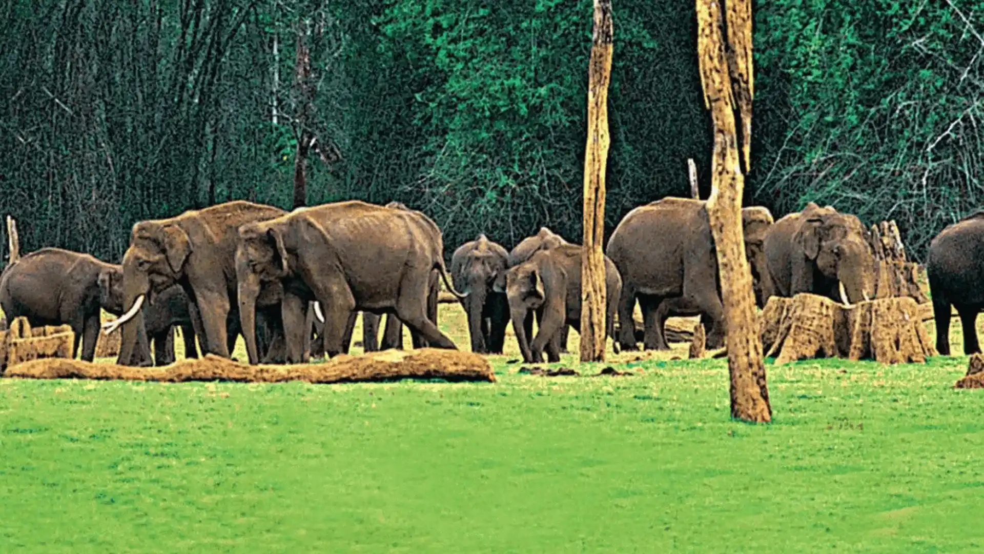 Thusharagiri Forest